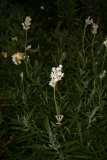 Lavandula angustifolia 'Nana Alba' RCP8-2014 138.JPG